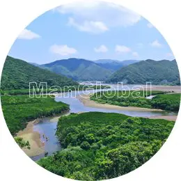 住用川のマングローブ風景