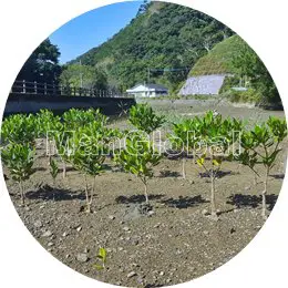 湯湾水路のマングローブ風景