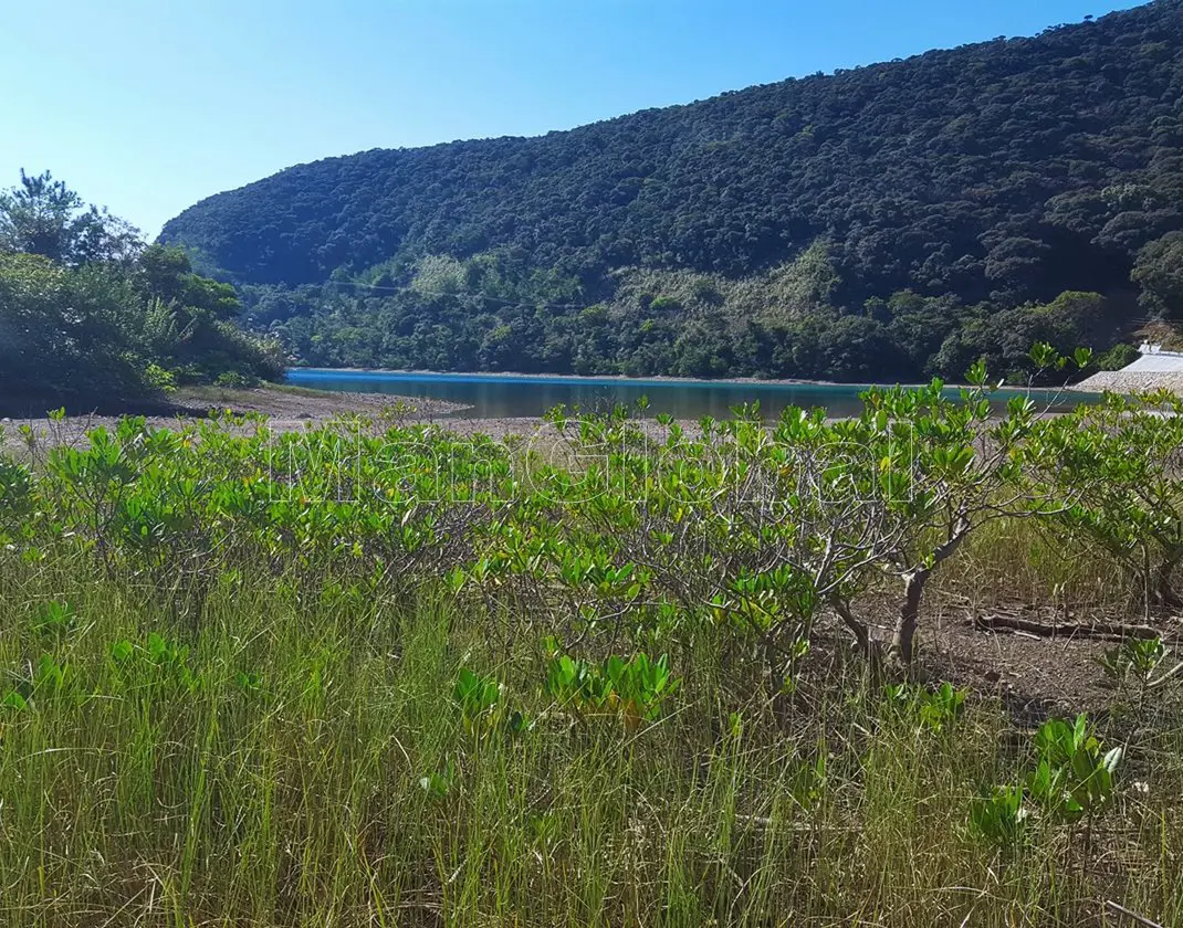 久慈湾干潟のマングローブ風景"