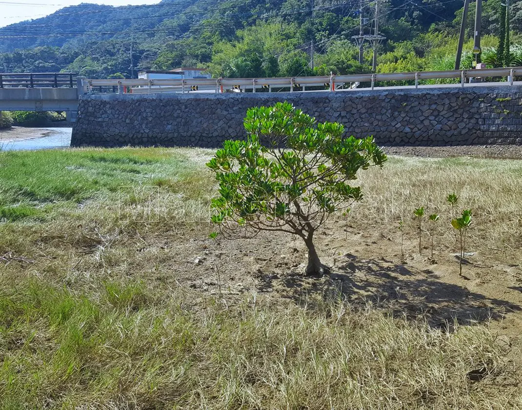 宮久田川のマングローブ自生地(1)"