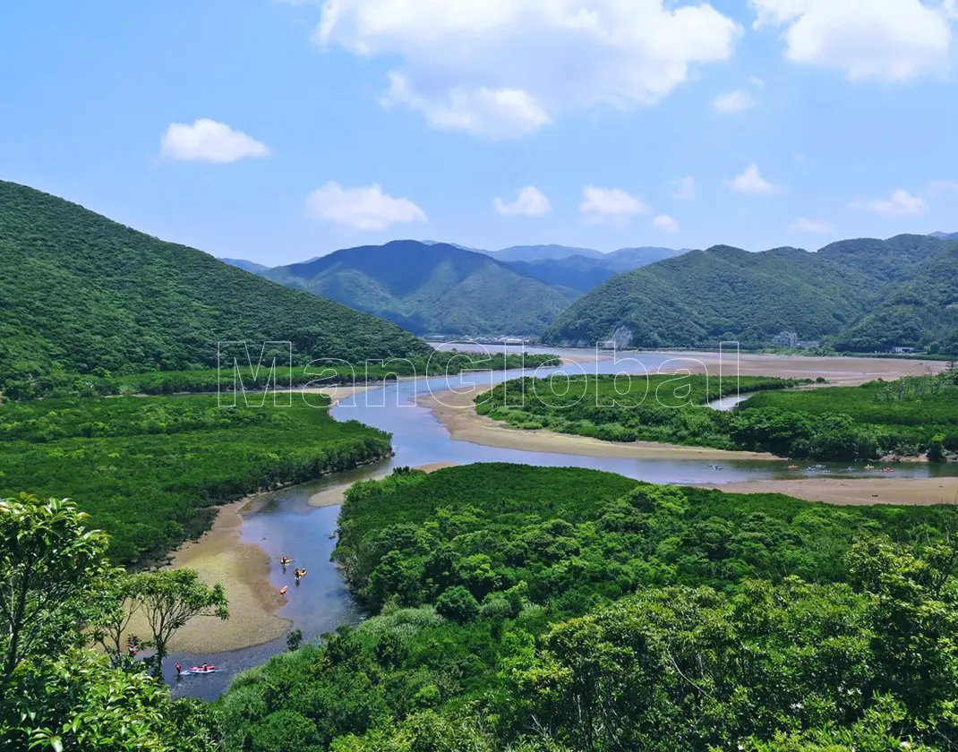 住用川のマングローブ風景"