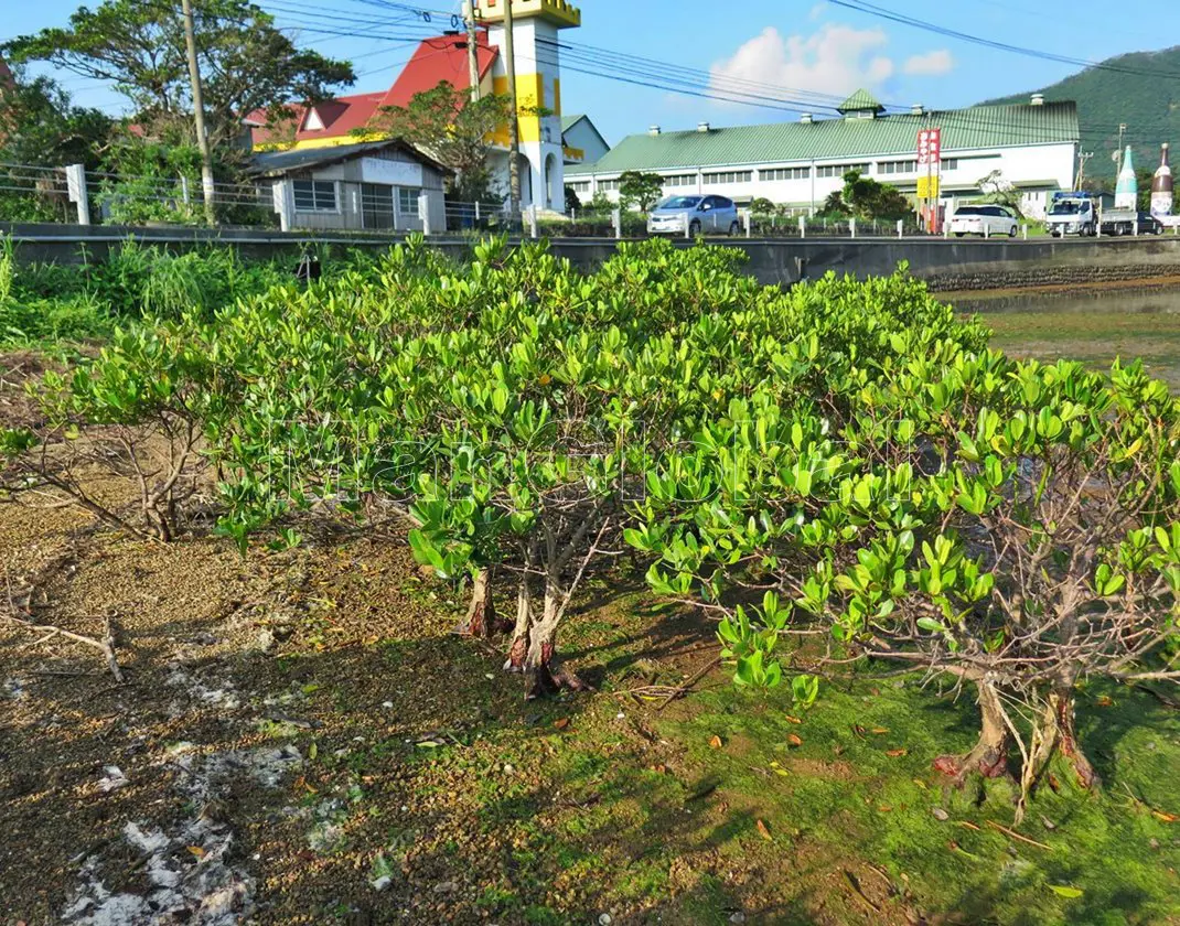 龍郷湾干潟のマングローブ自生地(3)