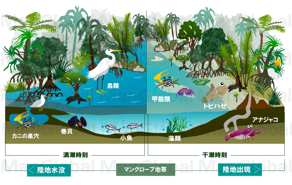 干満時を比較したマングローブの生き物図解