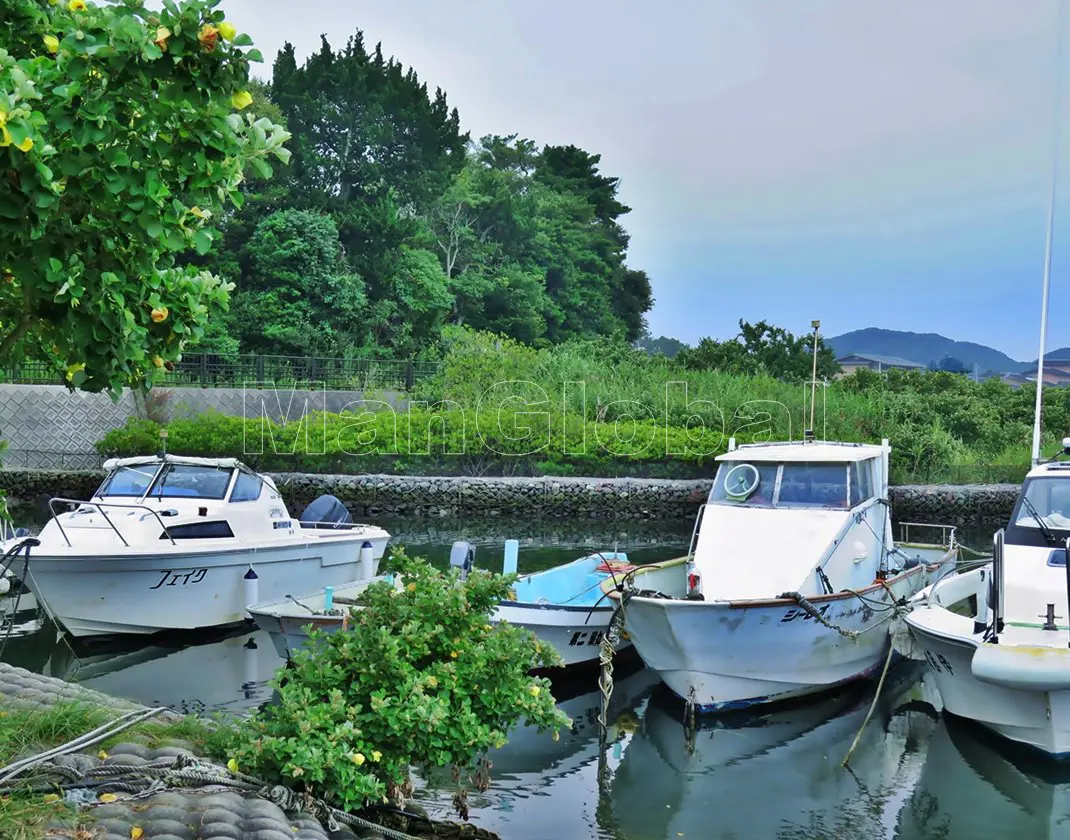 青野川のマングローブ風景