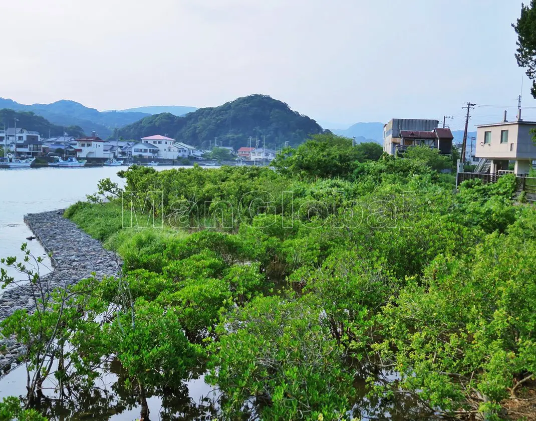 青野川のマングローブ自生地(2)