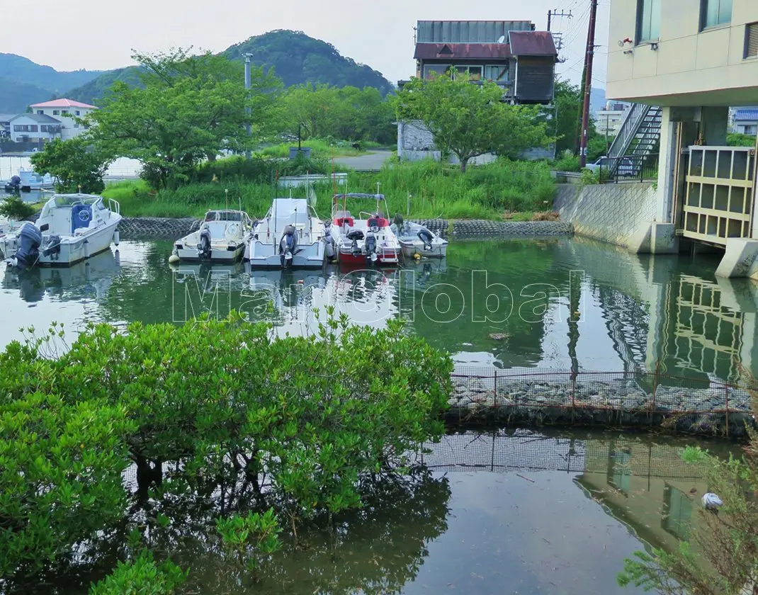 青野川のマングローブ自生地(6)