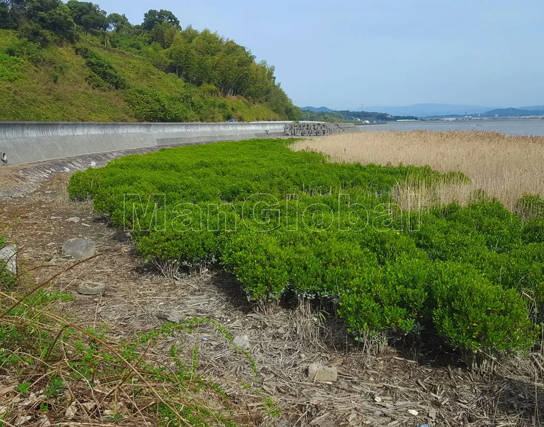 桂原海岸のマングローブ風景