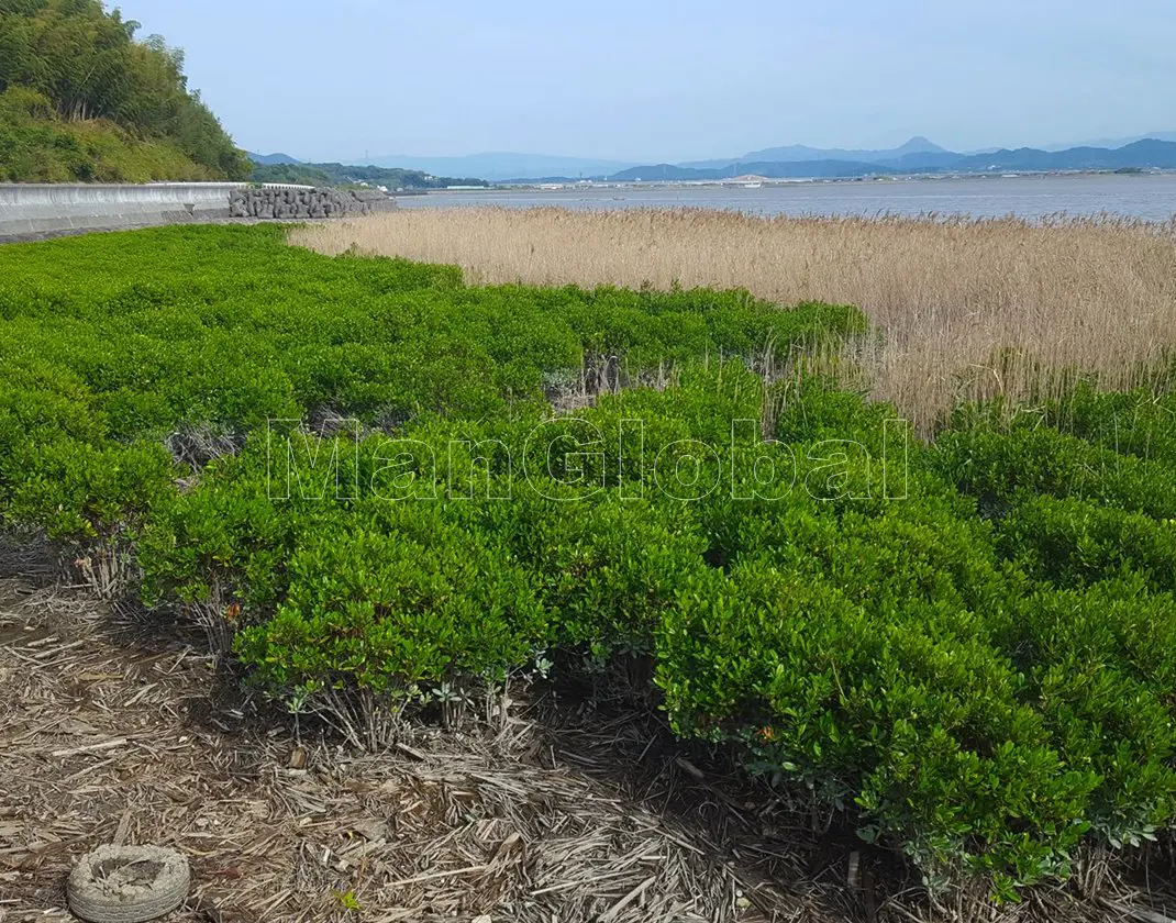 桂原海岸のマングローブ自生地(4)