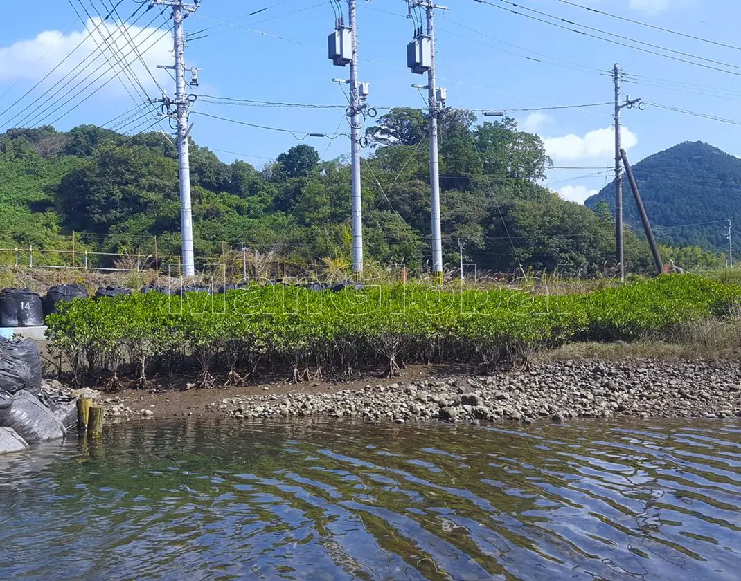 小津奈木川のマングローブ風景