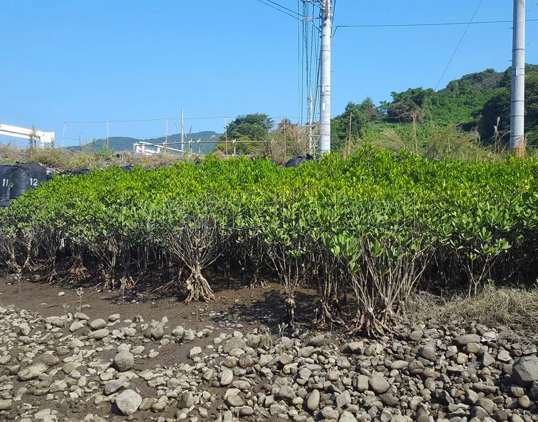 小津奈木川のマングローブ自生地(1)