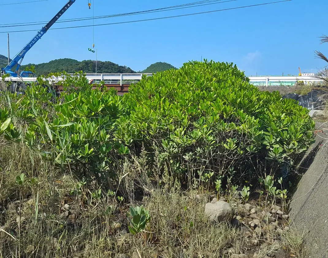 小津奈木川のマングローブ自生地(2)