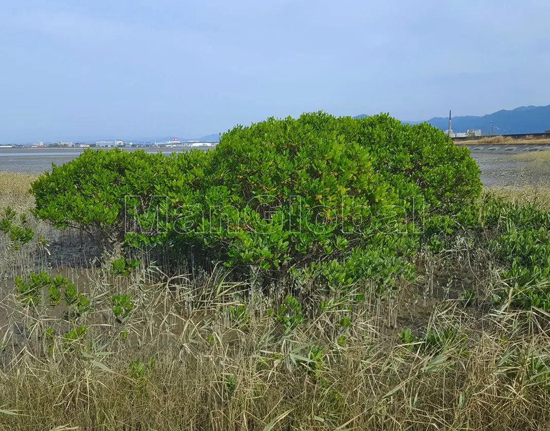 南川のマングローブ風景