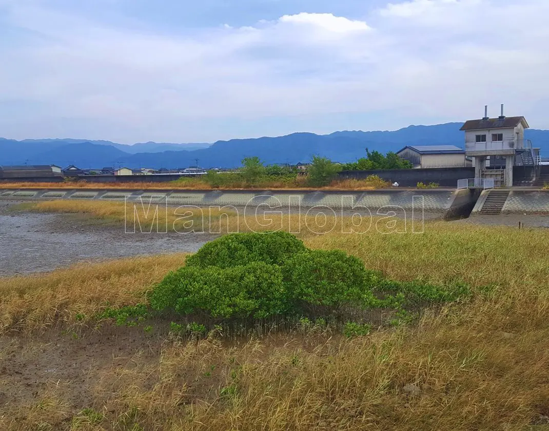 南川のマングローブ自生地(1)