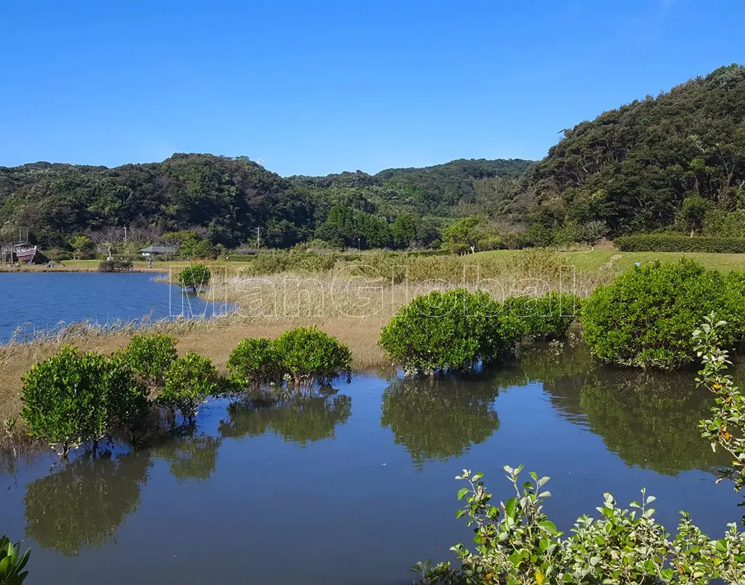 お万ヶ池のマングローブ風景