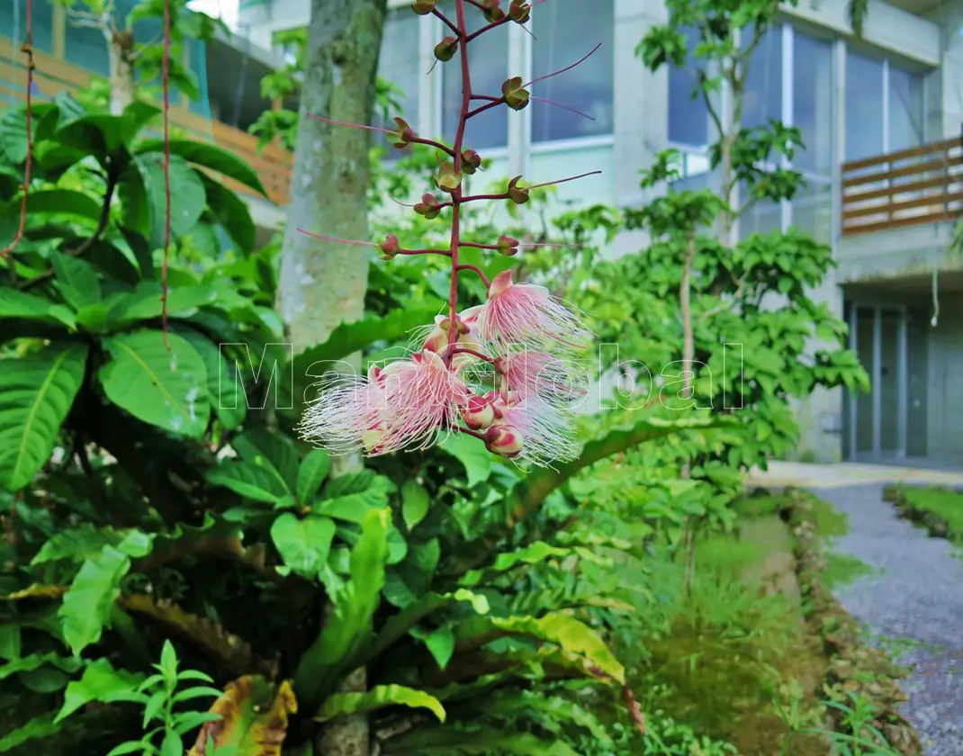 西表島パイヌマヤホテルのマングローブ自生地(2)