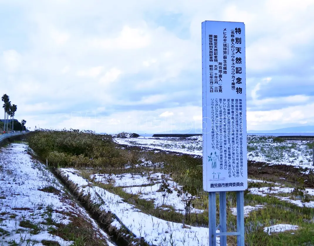 積雪のマングローブ風景