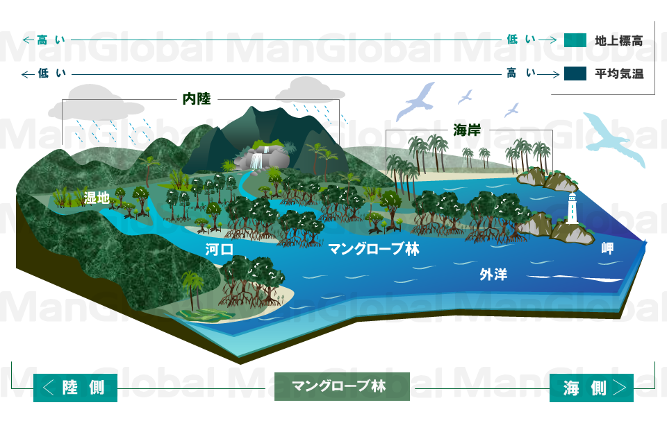 マングローブ林の鳥瞰図