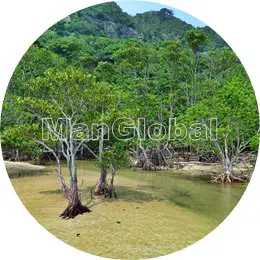 船浮湾カジヤ崎のマングローブ風景