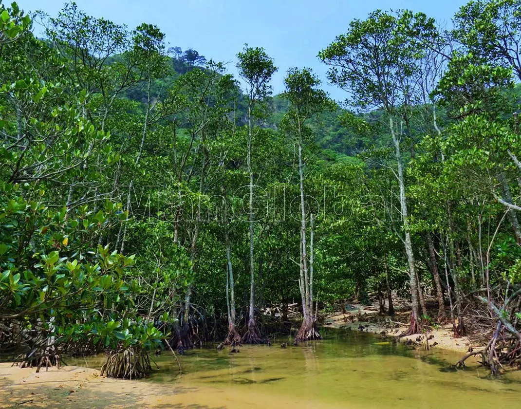 船浮湾カジヤ崎のマングローブ風景