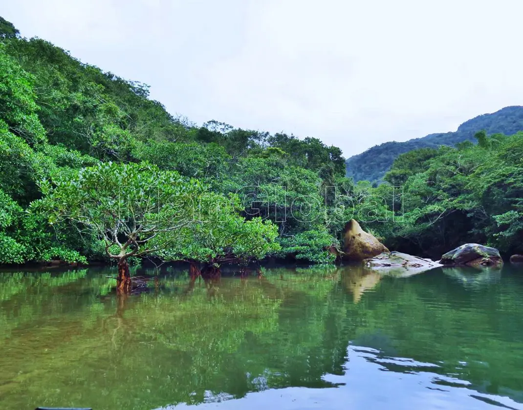 西田川のマングローブ風景