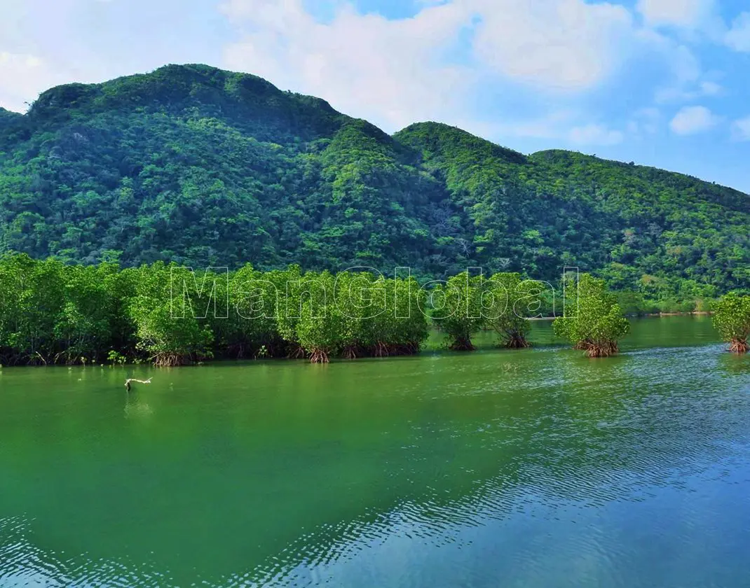 崎山湾ウボ川のマングローブ風景