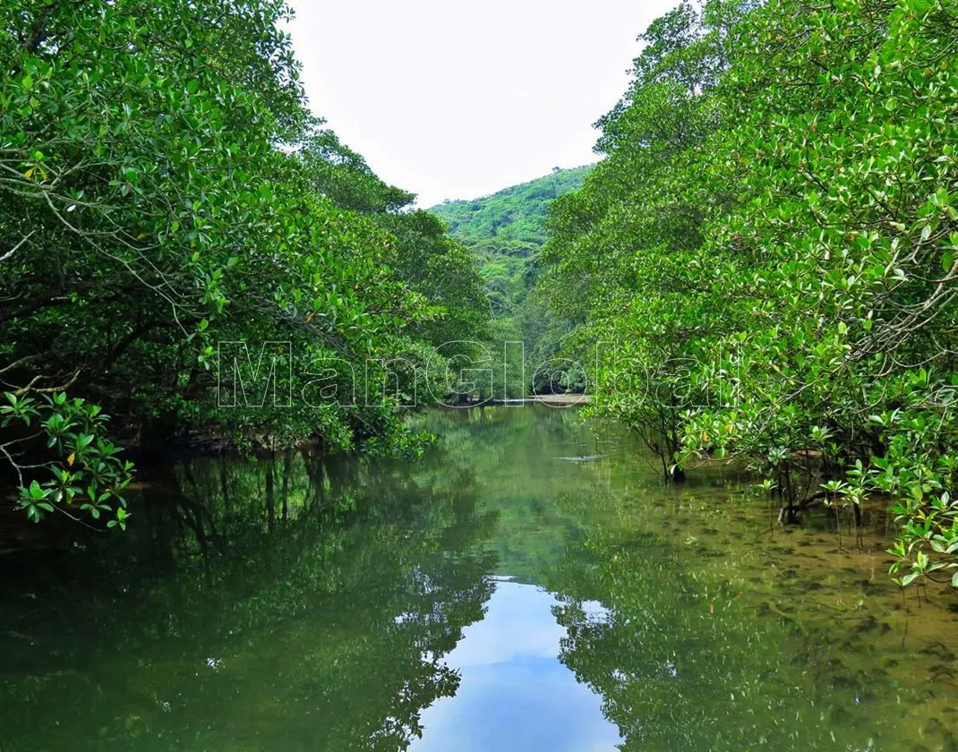 ウダラ川のマングローブ自生地(2)