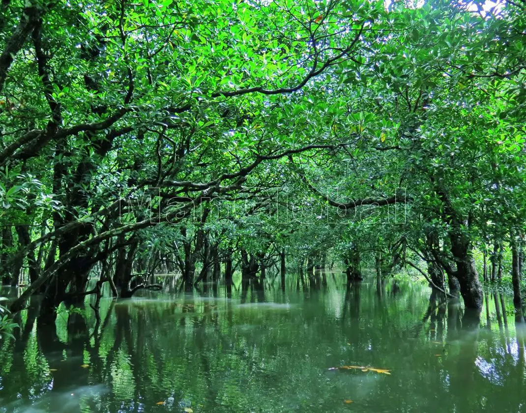 宇多良川のマングローブ風景