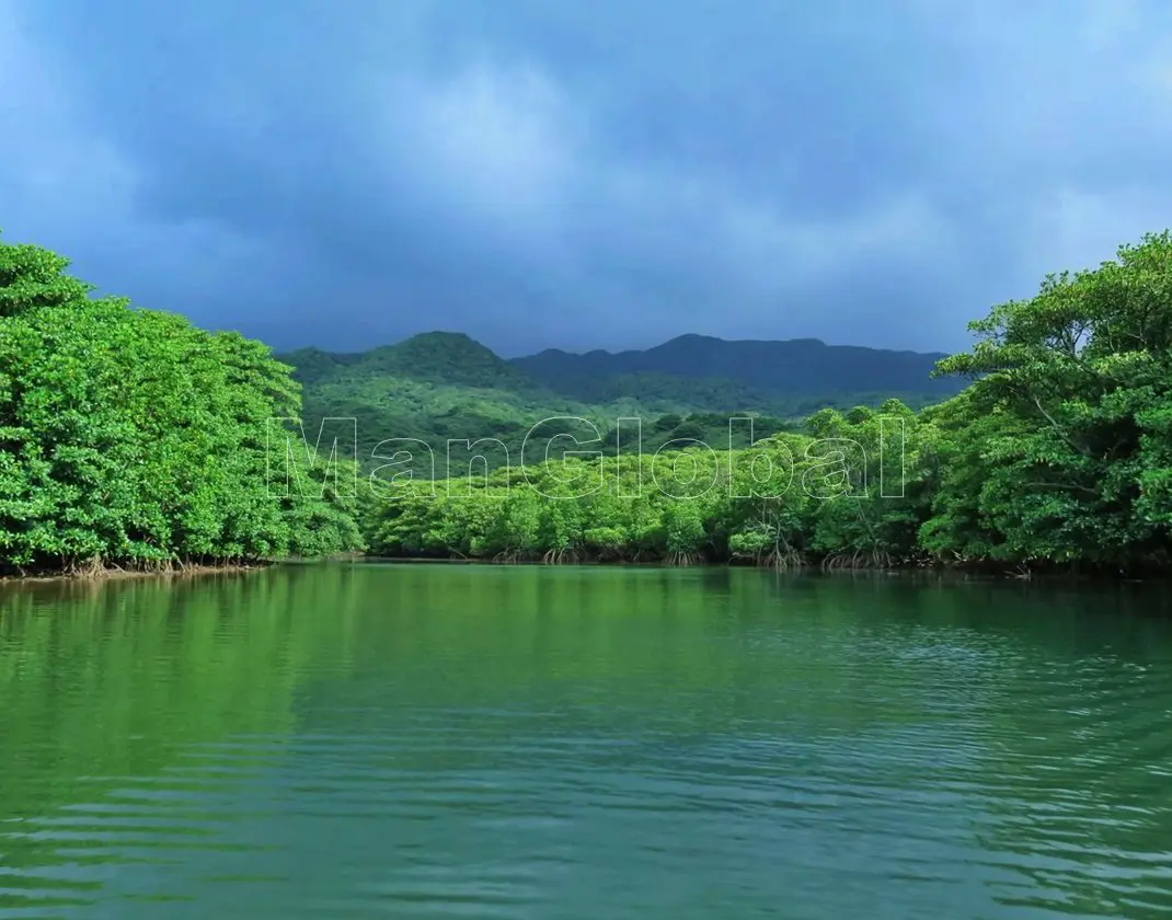 ユツン川のマングローブ風景