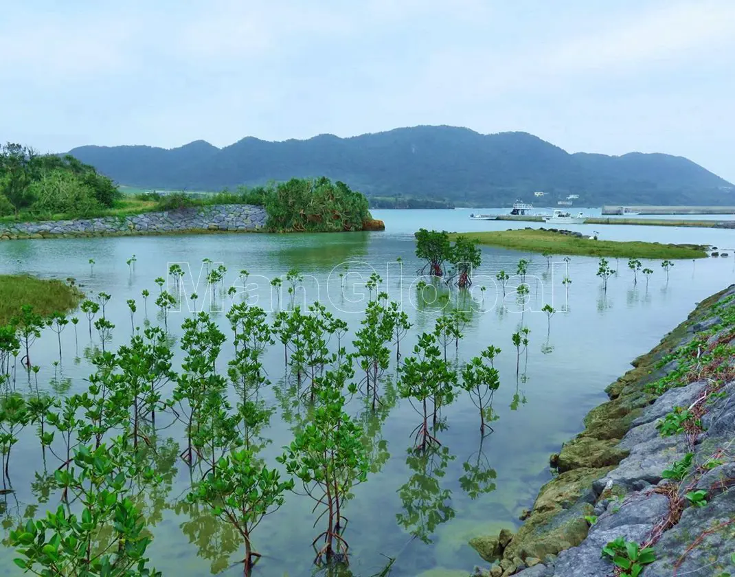 船越漁港のマングローブ風景