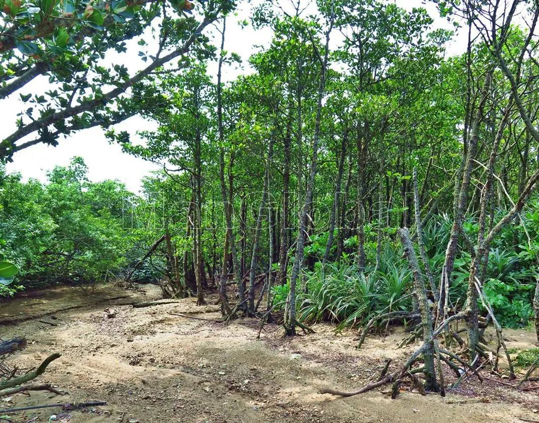 冨和底川のマングローブ風景