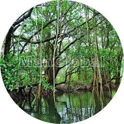 桴海湿地のマングローブ風景