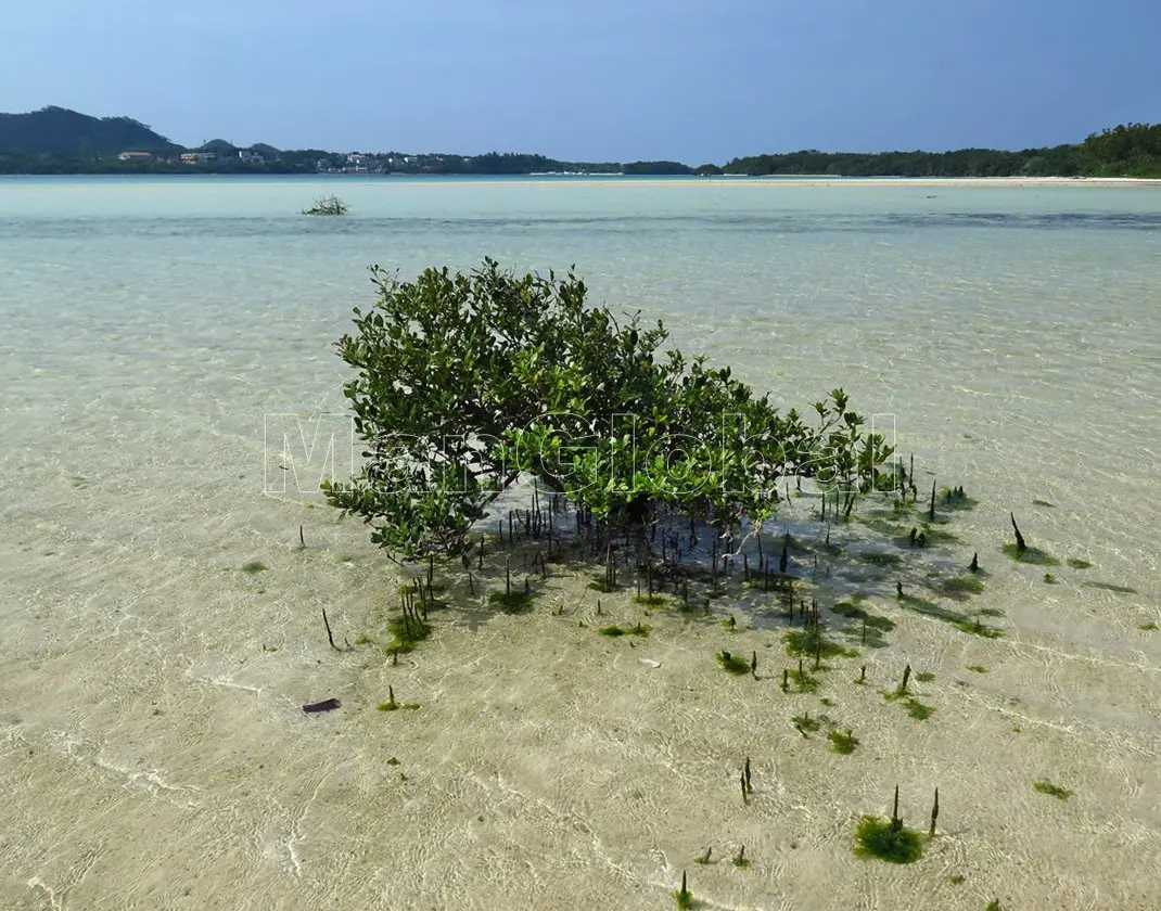 川平湾シードのマングローブ自生地(4)