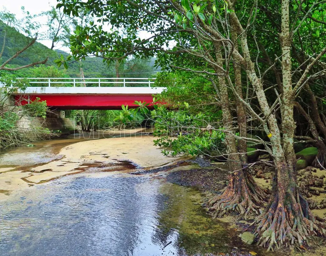 下田原川のマングローブ風景