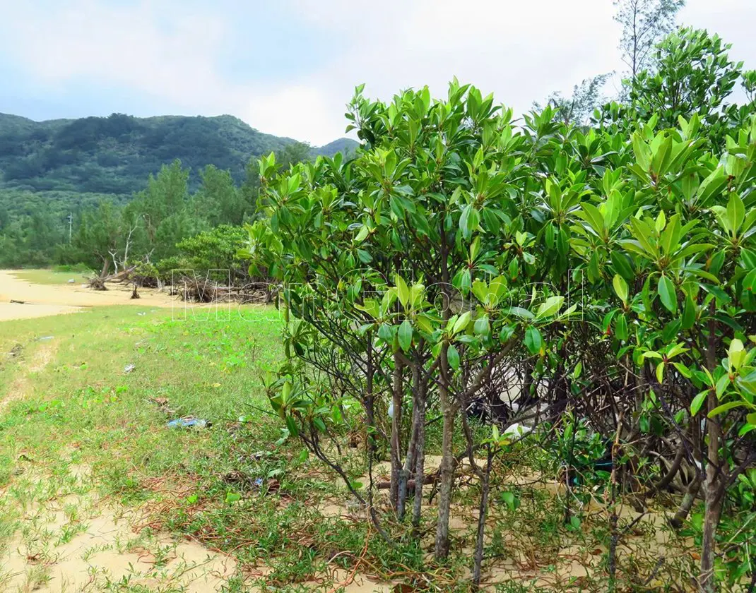 下田原川のマングローブ自生地(4)