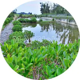 伊是名浜前のマングローブ風景