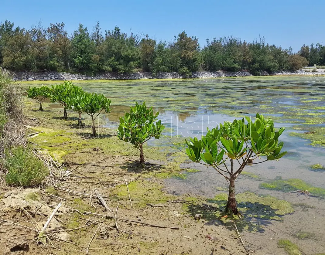 勢理客湿地のマングローブ風景