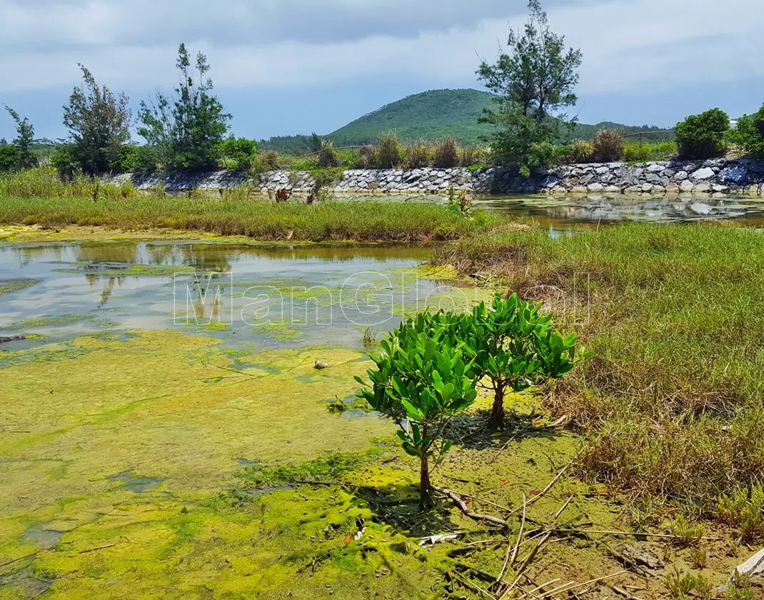 勢理客湿地のマングローブ自生地(3)