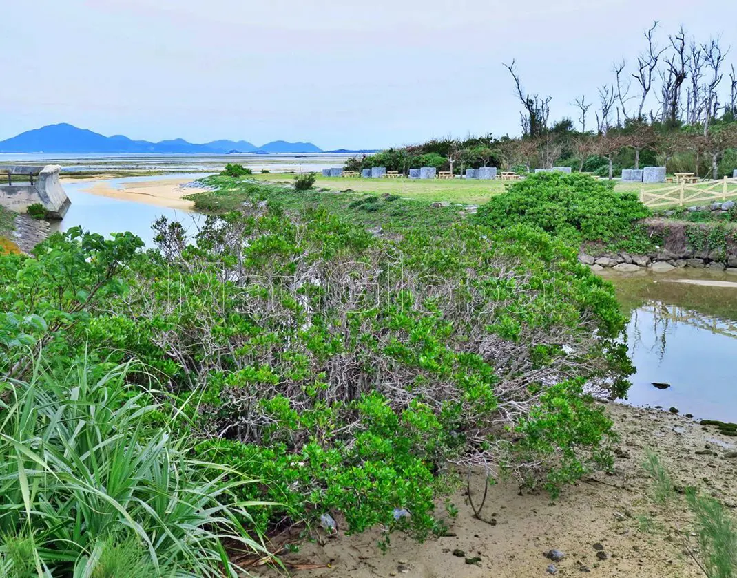 千原用水のマングローブ自生地(4)