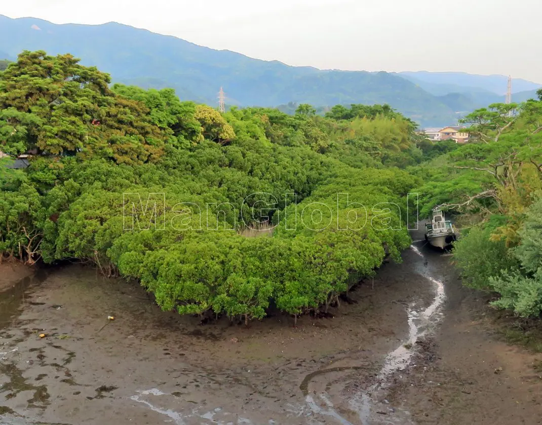 愛宕川のマングローブ風景"