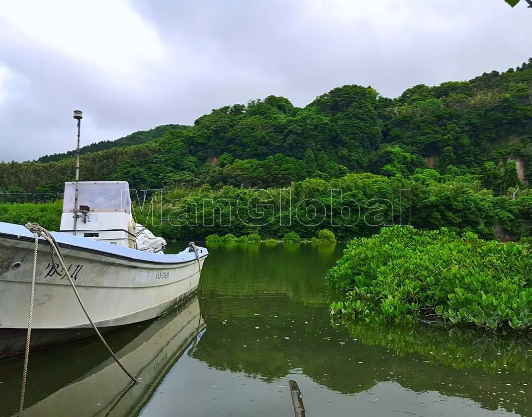 神之川のマングローブ風景