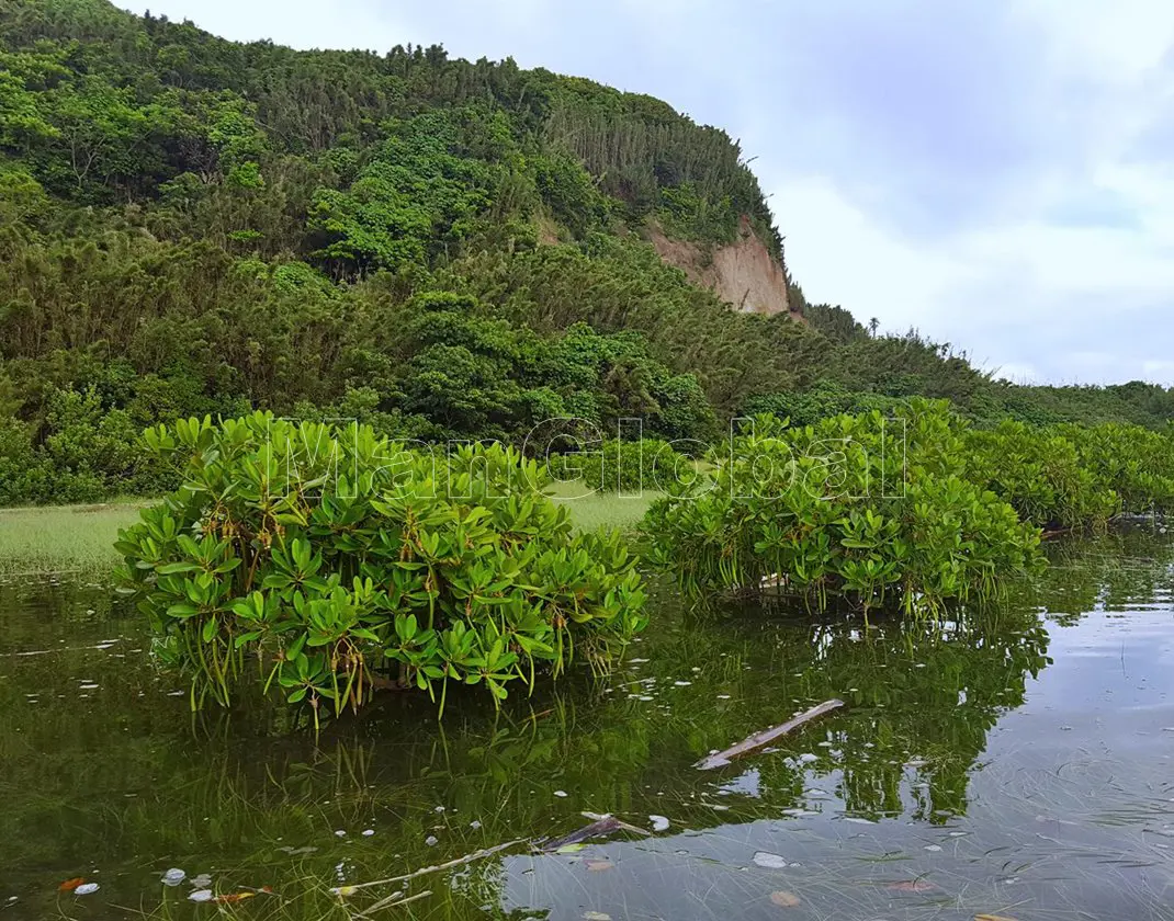 神之川のマングローブ自生地(1)