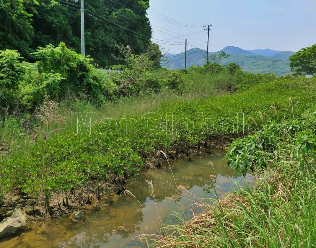 越路水路のマングローブ風景"