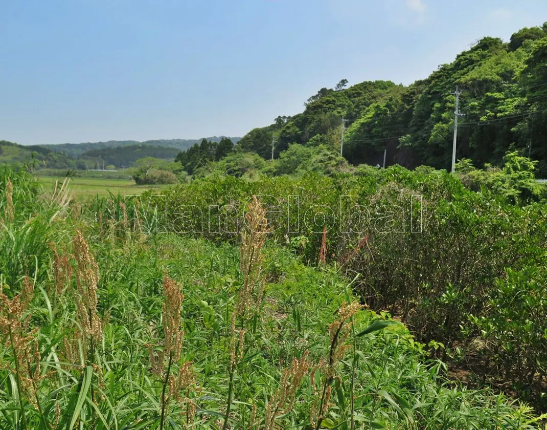 越路水路のマングローブ自生地(1)