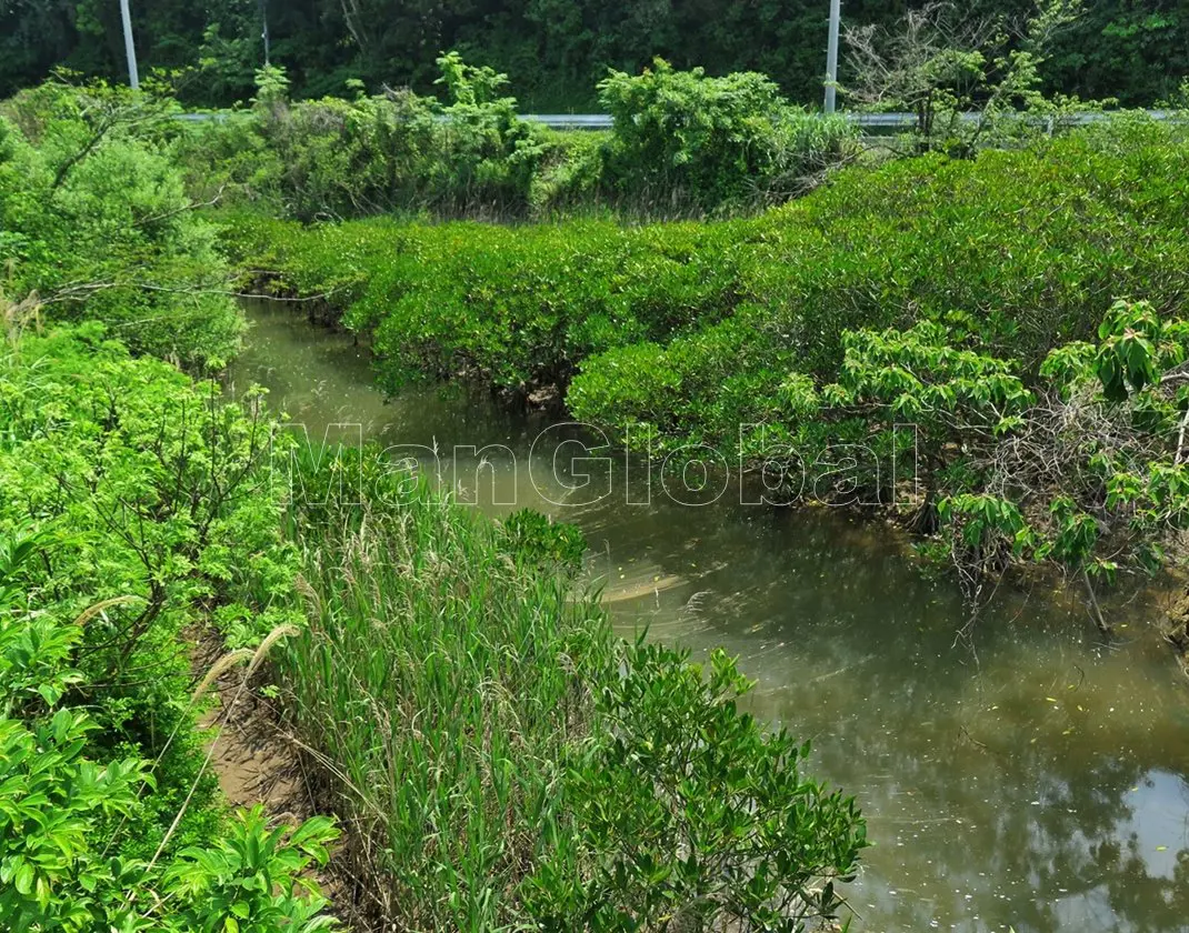 越路水路のマングローブ自生地(2)