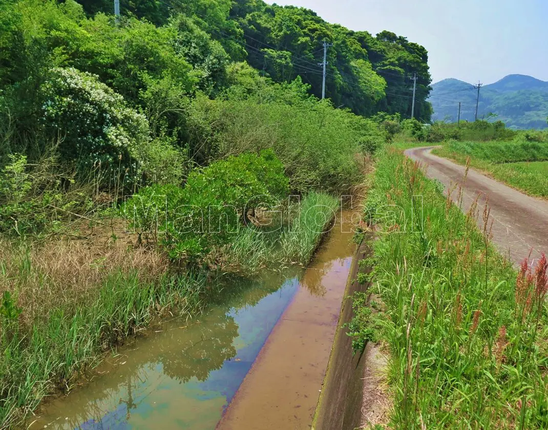 越路水路のマングローブ自生地(3)