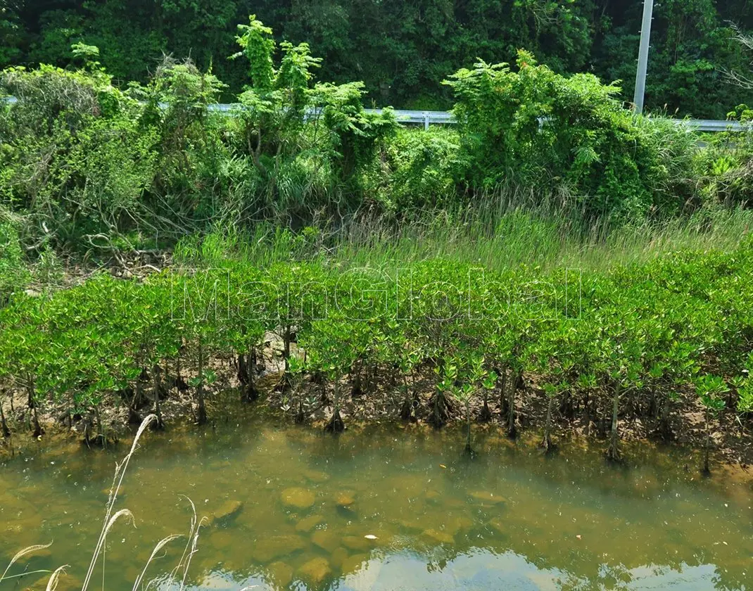 越路水路のマングローブ自生地(4)