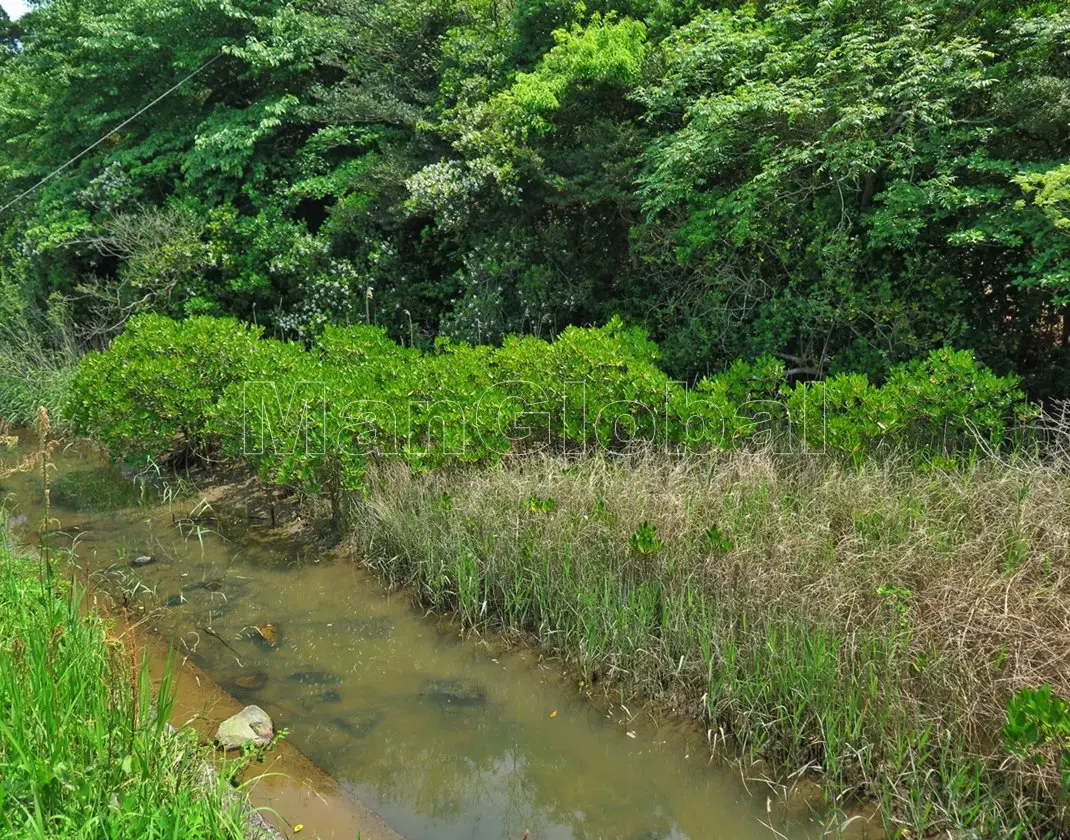 越路水路のマングローブ自生地(5)