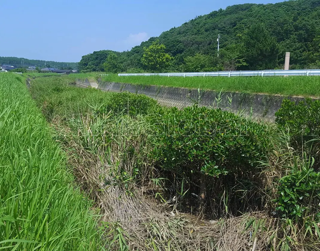 遠田川のマングローブ風景