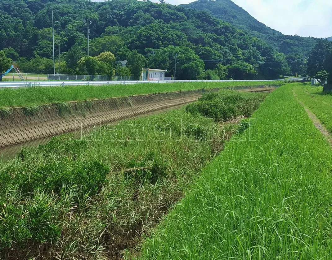 遠田川のマングローブ自生地(1)