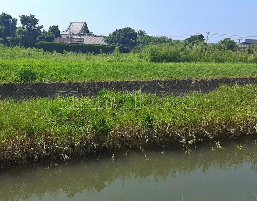 遠田川のマングローブ自生地(2)